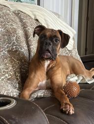 Reunited Female Dog last seen Nebo Rd, Hiram, GA, USA, Hiram, GA 30141