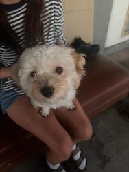 Found/Stray Male Dog last seen N 29th Street 85050, Phoenix, AZ 85050