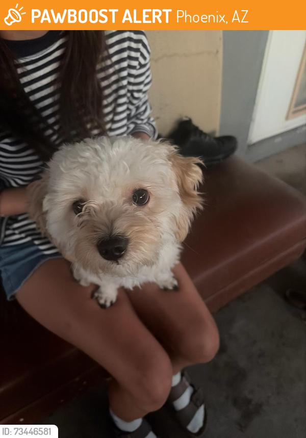 Found/Stray Male Dog last seen N 29th Street 85050, Phoenix, AZ 85050