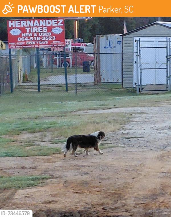 Found/Stray Unknown Dog last seen Arch St, West Blueridge Rd (253), Parker, SC 29611
