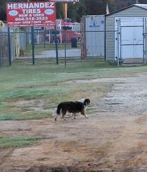 Found/Stray Unknown Dog last seen Arch St, West Blueridge Rd (253), Parker, SC 29611