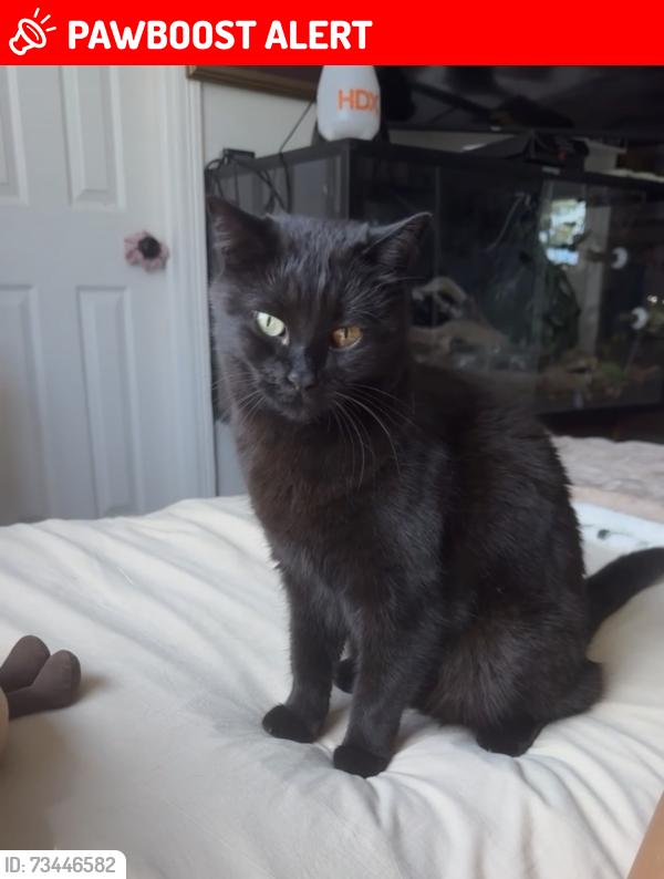 Lost Female Cat last seen Countrybriar lane highlands ranch, CO, Highlands Ranch, CO 80129
