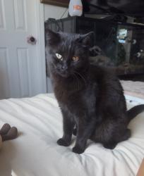 Lost Female Cat last seen Countrybriar lane highlands ranch, CO, Highlands Ranch, CO 80129