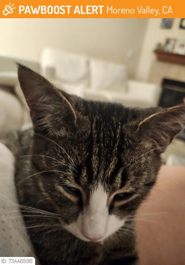 Found/Stray Male Cat last seen Championship and JFK, Moreno Valley, CA 92555