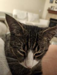 Found/Stray Male Cat last seen Championship and JFK, Moreno Valley, CA 92555