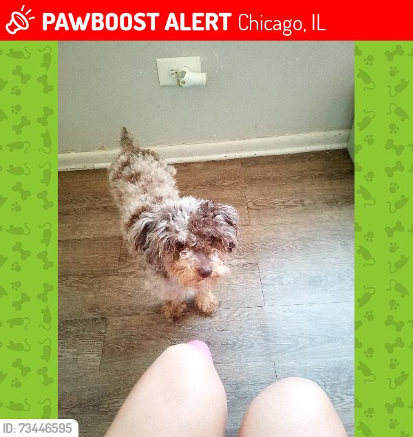 Lost Female Dog last seen California and Montrose, Chicago, IL 60602