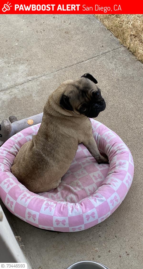 Lost Female Dog last seen Thermal Avenue, San Diego, CA 92154