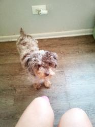Lost Female Dog last seen California and Montrose, Chicago, IL 60602