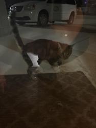 Found/Stray Female Cat last seen Near Medex Medical Transport, Goldsboro, NC 27530
