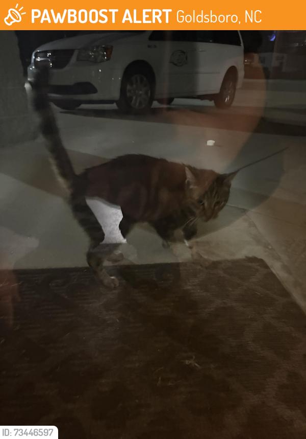 Found/Stray Female Cat last seen Near Medex Medical Transport, Goldsboro, NC 27530