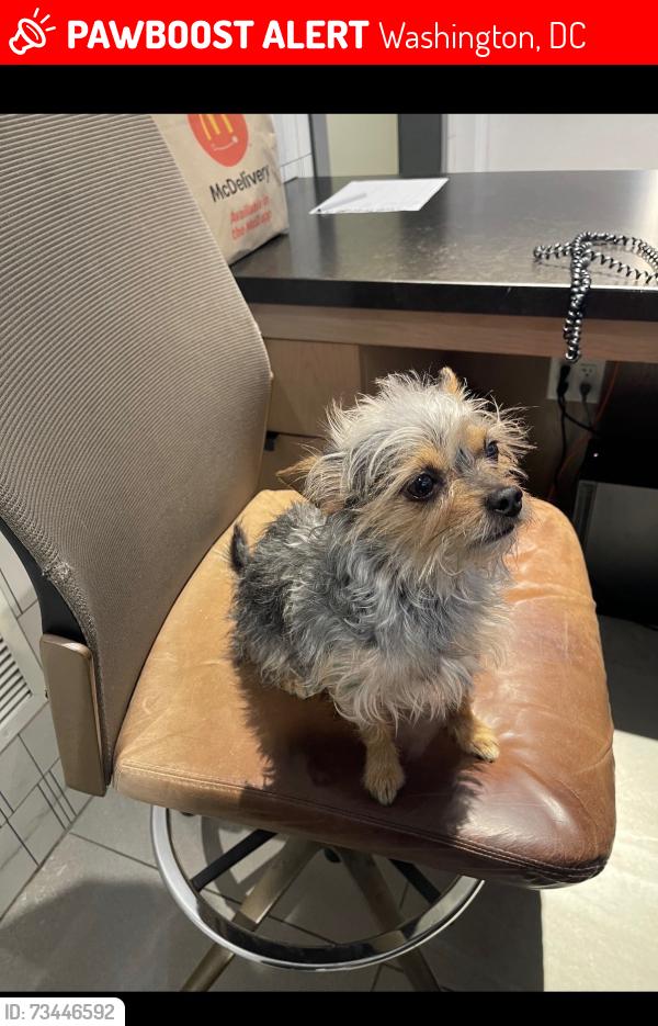 Lost Male Dog last seen NoMa, Washington, DC 20001
