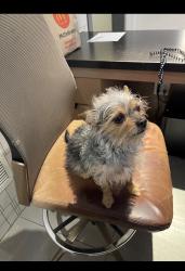 Lost Male Dog last seen NoMa, Washington, DC 20001