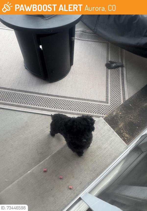 Found/Stray Male Dog last seen Powhatan and 6th street, Aurora, CO 80019