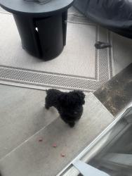 Found/Stray Male Dog last seen Powhatan and 6th street, Aurora, CO 80019