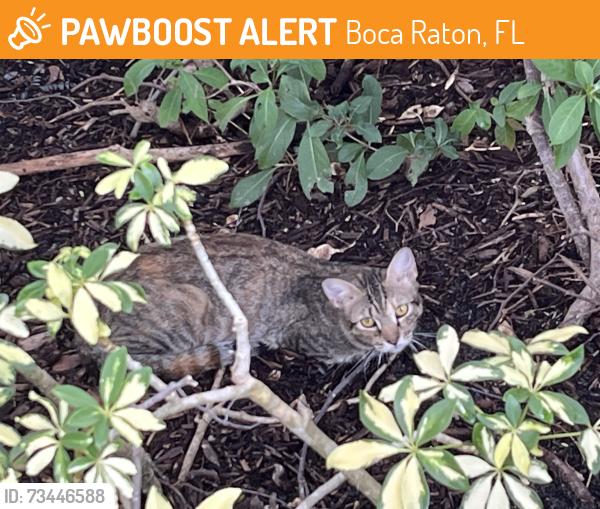Found/Stray Unknown Cat last seen Off St Andrews, south of Glades around Publix, Boca Raton, FL 33486