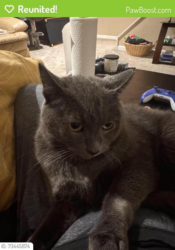 Reunited Male Cat last seen Ricciardi Park, Ambler, PA 19002