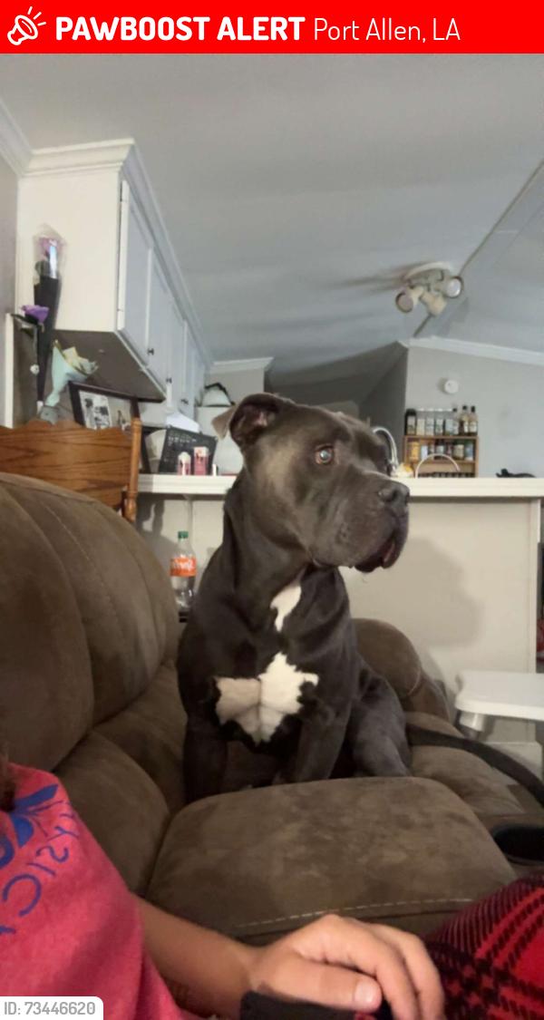 Lost Male Dog last seen Hwy 190 and hwy 405, Port Allen, LA 70767