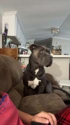 Lost Male Dog last seen Hwy 190 and hwy 405, Port Allen, LA 70767