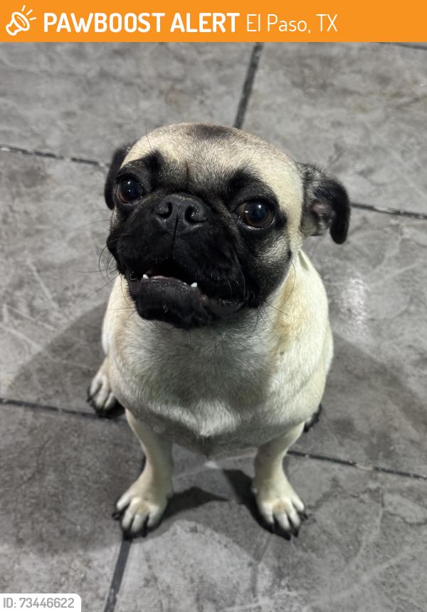 Found/Stray Female Dog last seen Bachimba drive, El Paso, TX 79928