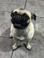 Found/Stray Female Dog last seen Bachimba drive, El Paso, TX 79928