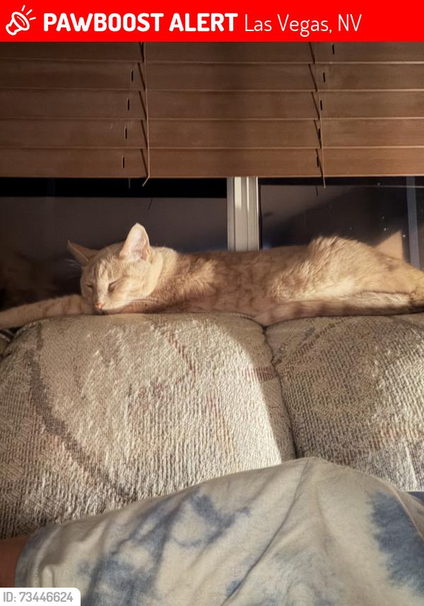 Lost Female Cat last seen Hollywood and carle, Las Vegas, NV 89156