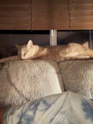 Lost Female Cat last seen Hollywood and carle, Las Vegas, NV 89156