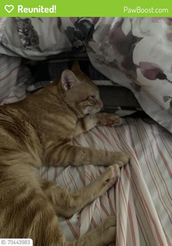 Reunited Unknown Cat last seen Thorndike Street, Revere, MA 02151