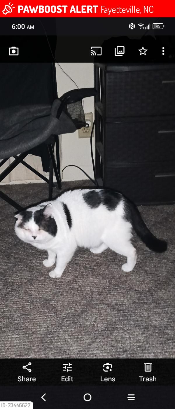 Lost Male Cat last seen Cliff dale, Fayetteville, NC 28314