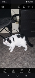 Lost Male Cat last seen Cliff dale, Fayetteville, NC 28314