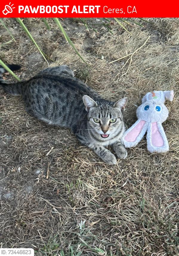 Lost Female Cat last seen Skeena, Ceres, CA 95307