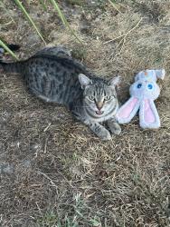 Lost Female Cat last seen Skeena, Ceres, CA 95307