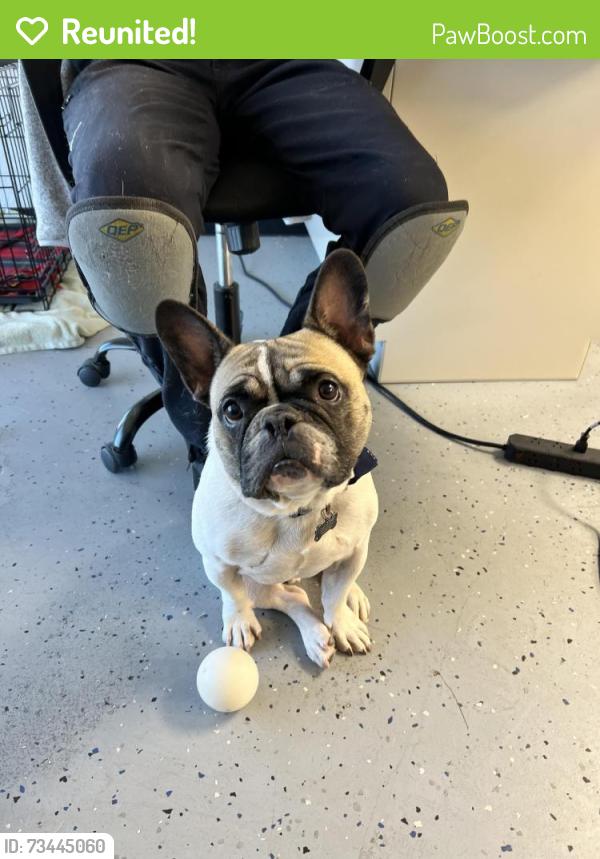 Reunited Male Dog last seen Acacia elementary school, Phoenix, AZ 85029