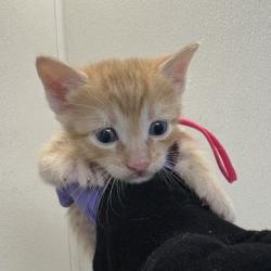Shelter Stray Male Cat last seen Harvey/ TX6 Frontage, City of College Station, TX, 5359 Leonard Rd, Bryan, TX 77807, USA