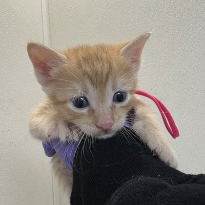 Shelter Stray Male Cat last seen Harvey/ TX6 Frontage, City of College Station, TX, 5359 Leonard Rd, Bryan, TX 77807, USA