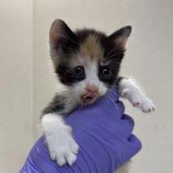 Shelter Stray Female Cat last seen Harvey/ TX6 Frontage, City of College Station, TX, 5359 Leonard Rd, Bryan, TX 77807, USA