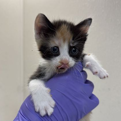 Shelter Stray Female Cat last seen Harvey/ TX6 Frontage, City of College Station, TX, 5359 Leonard Rd, Bryan, TX 77807, USA