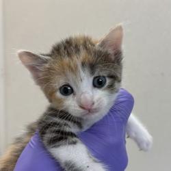 Shelter Stray Female Cat last seen Harvey/ TX6 Frontage, City of College Station, TX, 5359 Leonard Rd, Bryan, TX 77807, USA