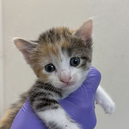 Shelter Stray Female Cat last seen Harvey/ TX6 Frontage, City of College Station, TX, 5359 Leonard Rd, Bryan, TX 77807, USA