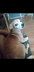 Lost Male Dog last seen Near loma vista, Bell, CA 90201