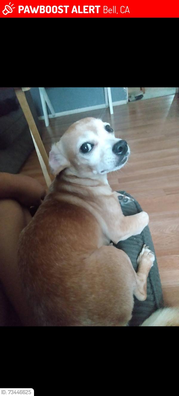 Lost Male Dog last seen Near loma vista, Bell, CA 90201