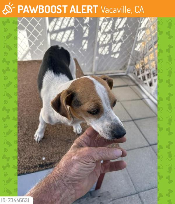 Found/Stray Female Dog last seen Cantelow Rd at Fire Station, Vacaville, CA, Vacaville, CA 95688