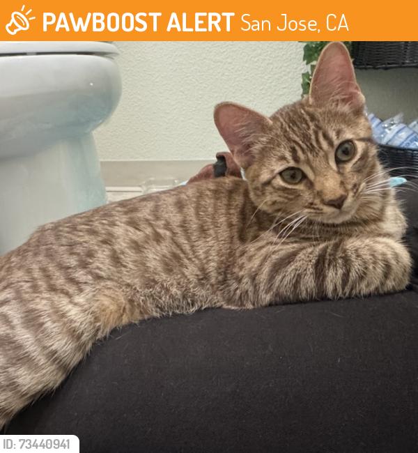 Found/Stray Male Cat last seen The Woods Apt. near Foxwood buildings, San Jose, CA 95136