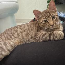 Found/Stray Male Cat last seen The Woods Apt. near Foxwood buildings, San Jose, CA 95136