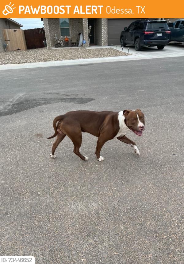 Found/Stray Male Dog last seen Patrick clay, Odessa, TX 79765