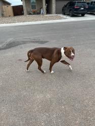 Found/Stray Male Dog last seen Patrick clay, Odessa, TX 79765