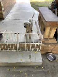 Lost Male Dog last seen Victoria Avenue and 8th st, Corona, CA 92879