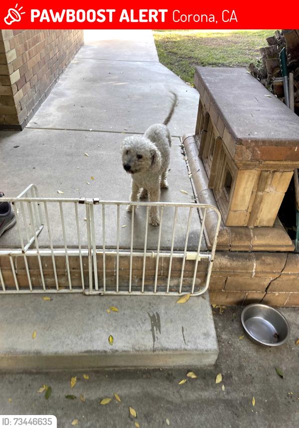 Lost Male Dog last seen Victoria Avenue and 8th st, Corona, CA 92879