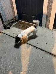 Reunited Male Dog last seen In Spring Harbor Circle Neighborhood, Mount Dora, FL 32757