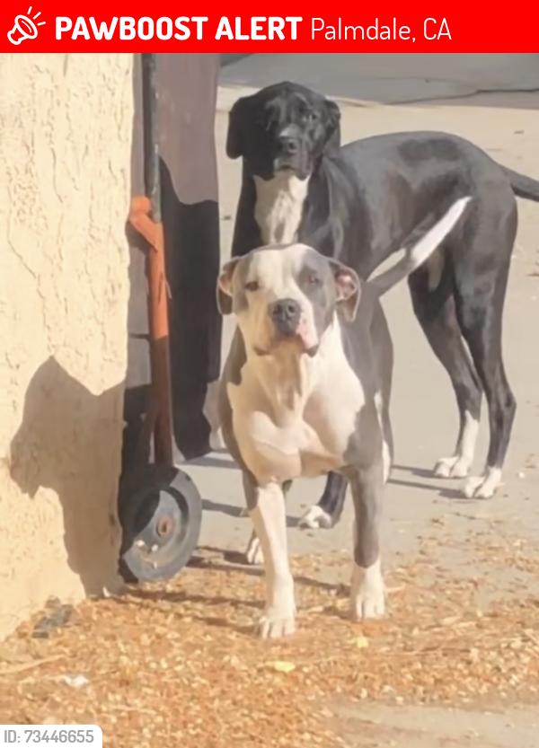 Lost Male Dog last seen East Palmdale, Palmdale, CA 93550