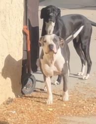 Lost Male Dog last seen East Palmdale, Palmdale, CA 93550